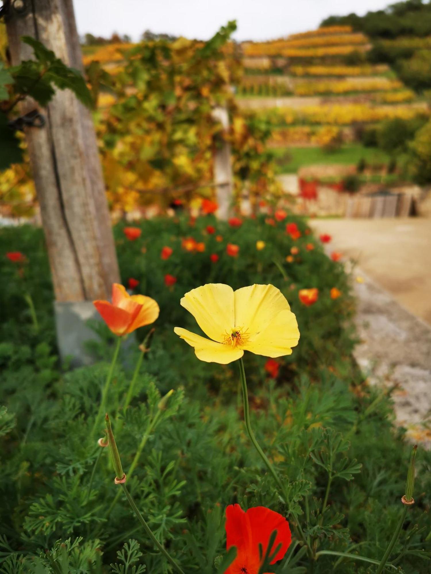 Bambus, Jungle, Dachterrasse & Bequem Bis Zentrum Radebeul Εξωτερικό φωτογραφία