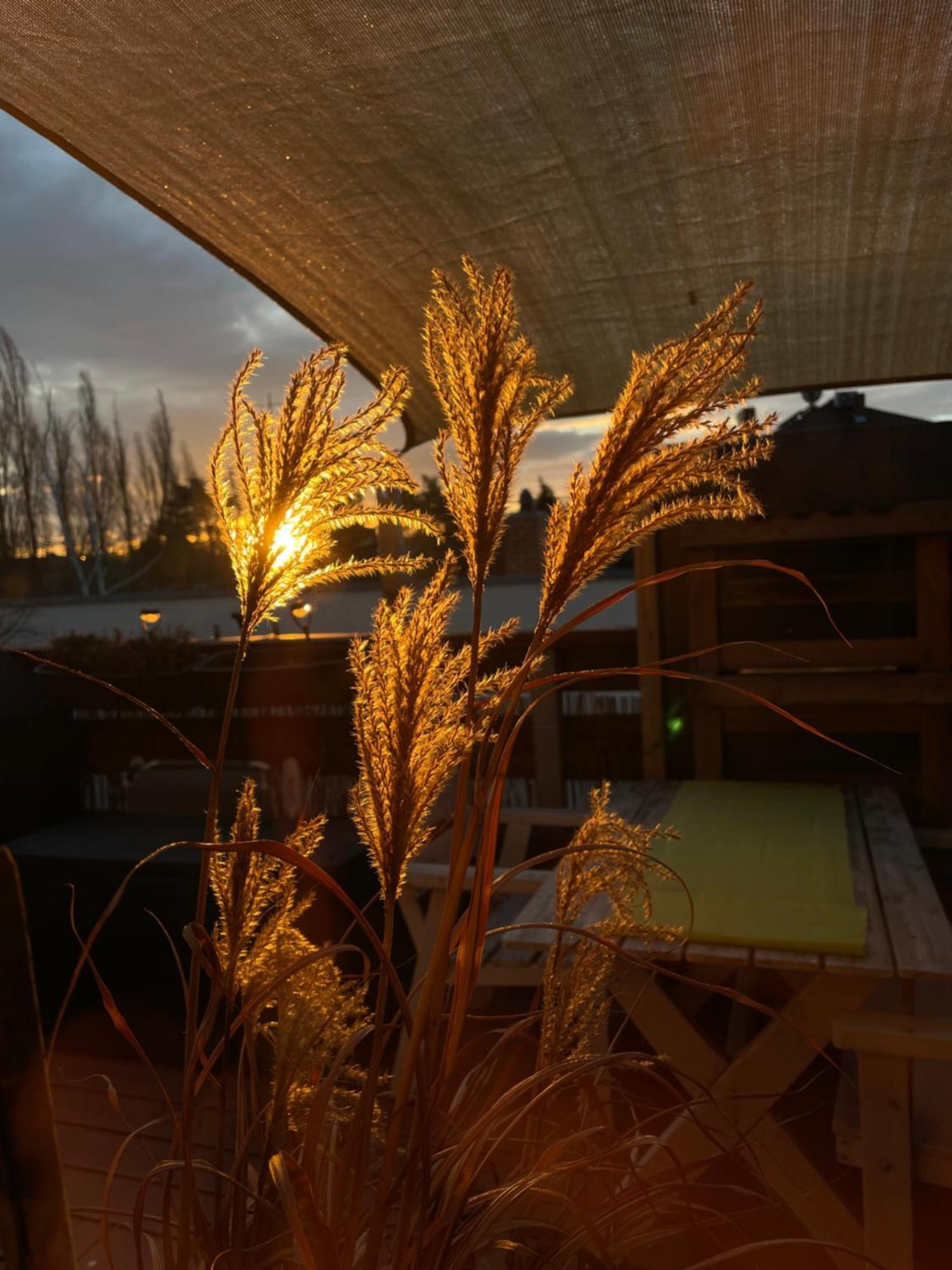 Bambus, Jungle, Dachterrasse & Bequem Bis Zentrum Radebeul Εξωτερικό φωτογραφία